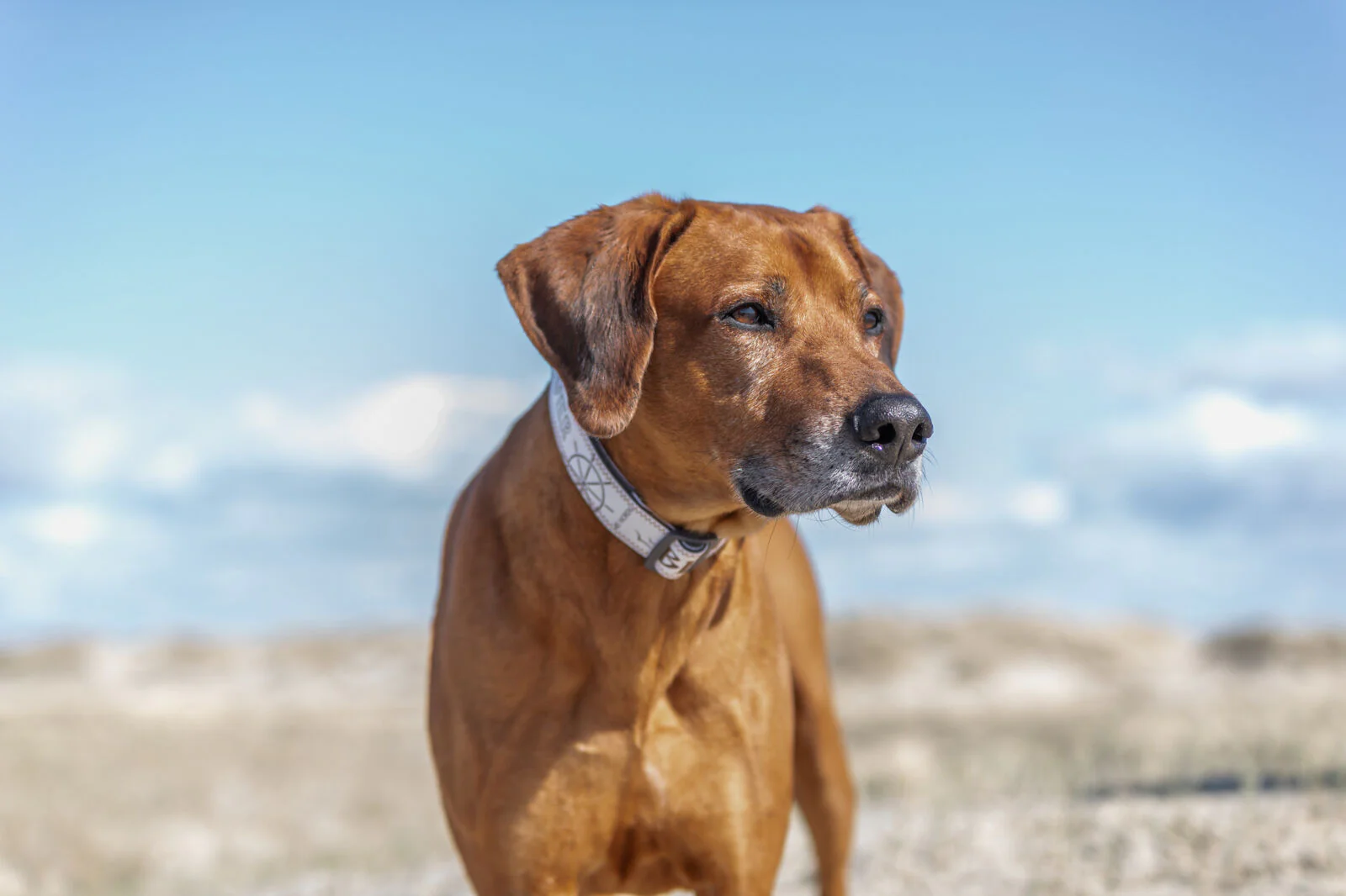 BE NORDIC Halsband, extra breit - Image 10