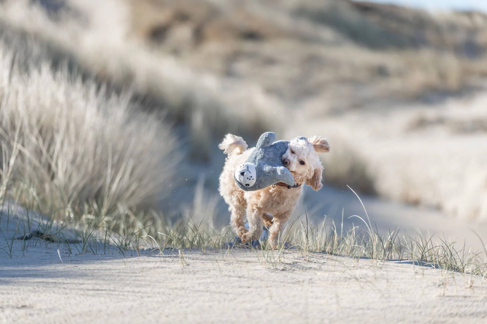 BE NORDIC Robbe Thies - Image 3