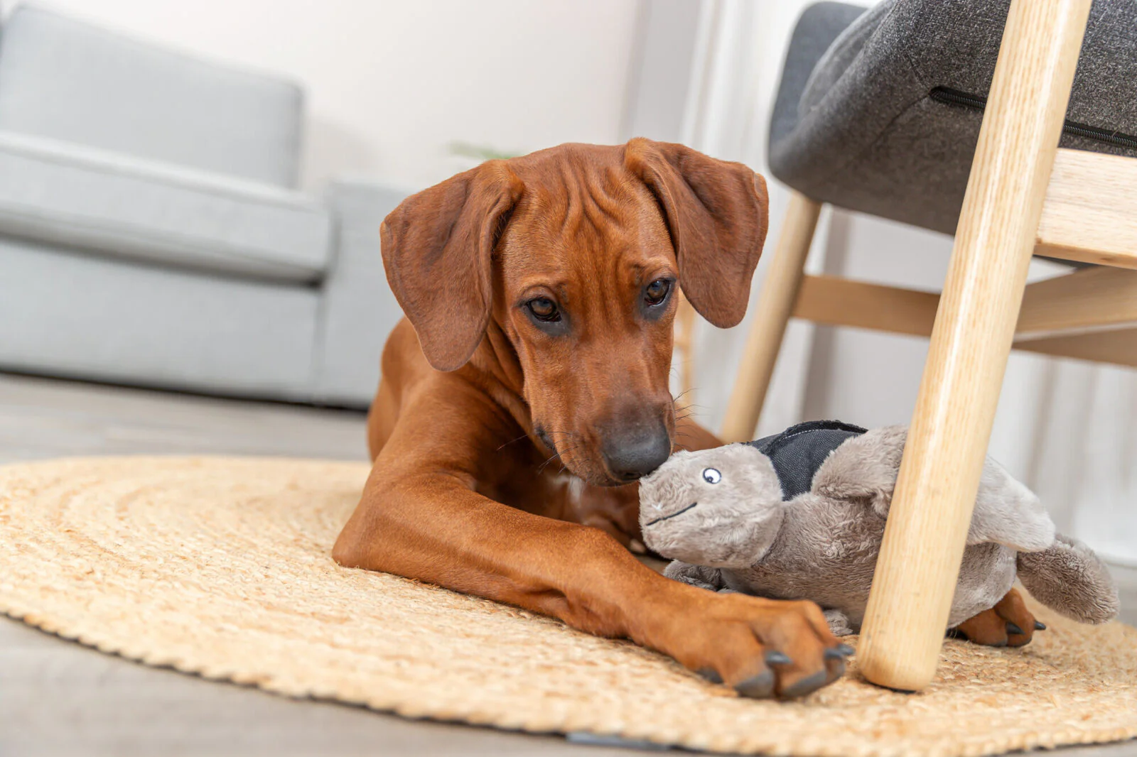 BE NORDIC Schildkröte Hauke - Image 3