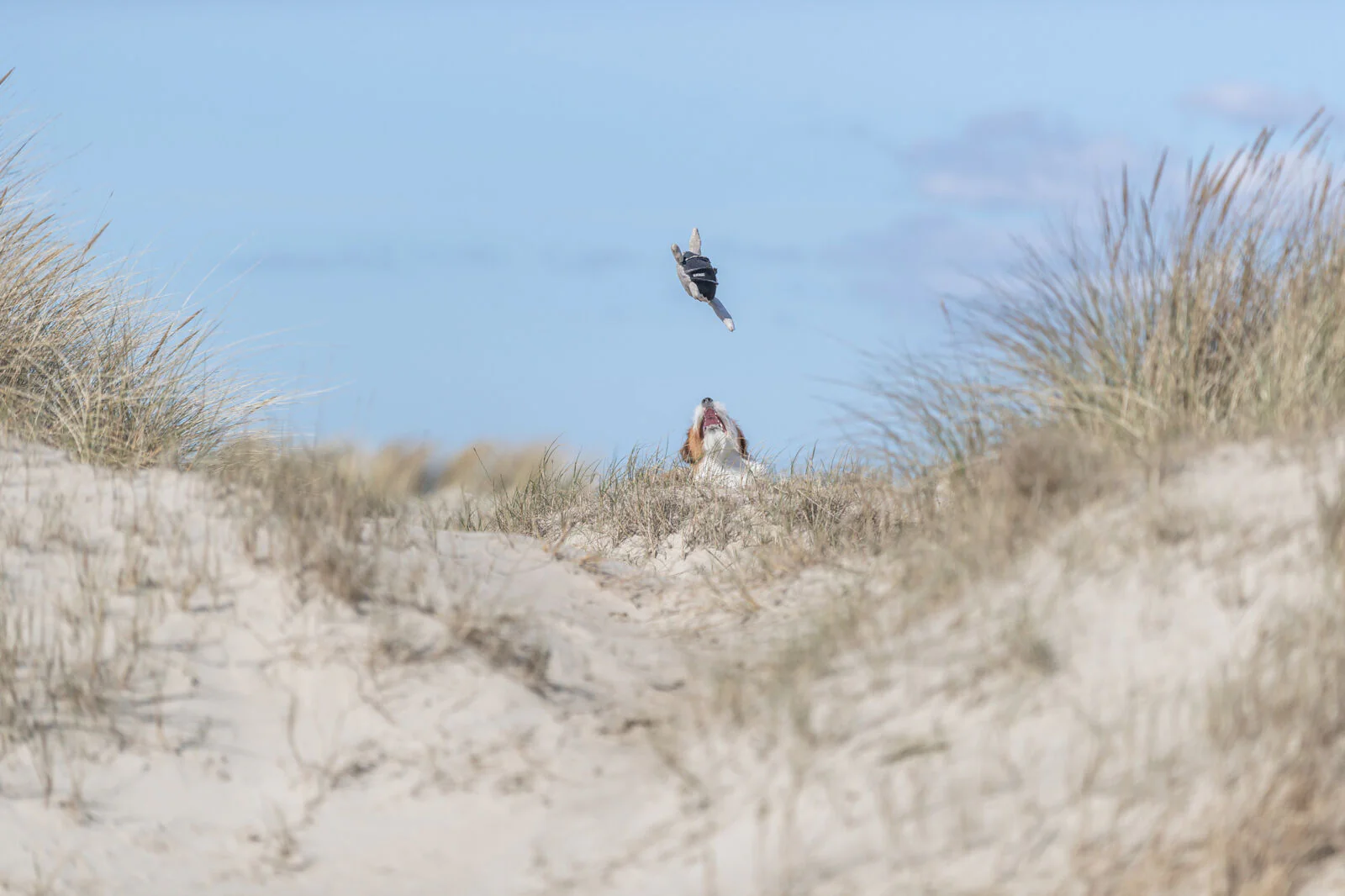 BE NORDIC Schildkröte Hauke - Image 4