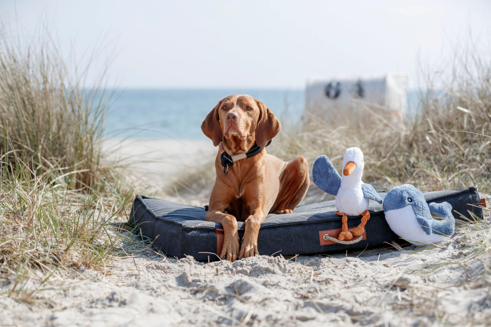 BE NORDIC Wal Brunold - Image 3