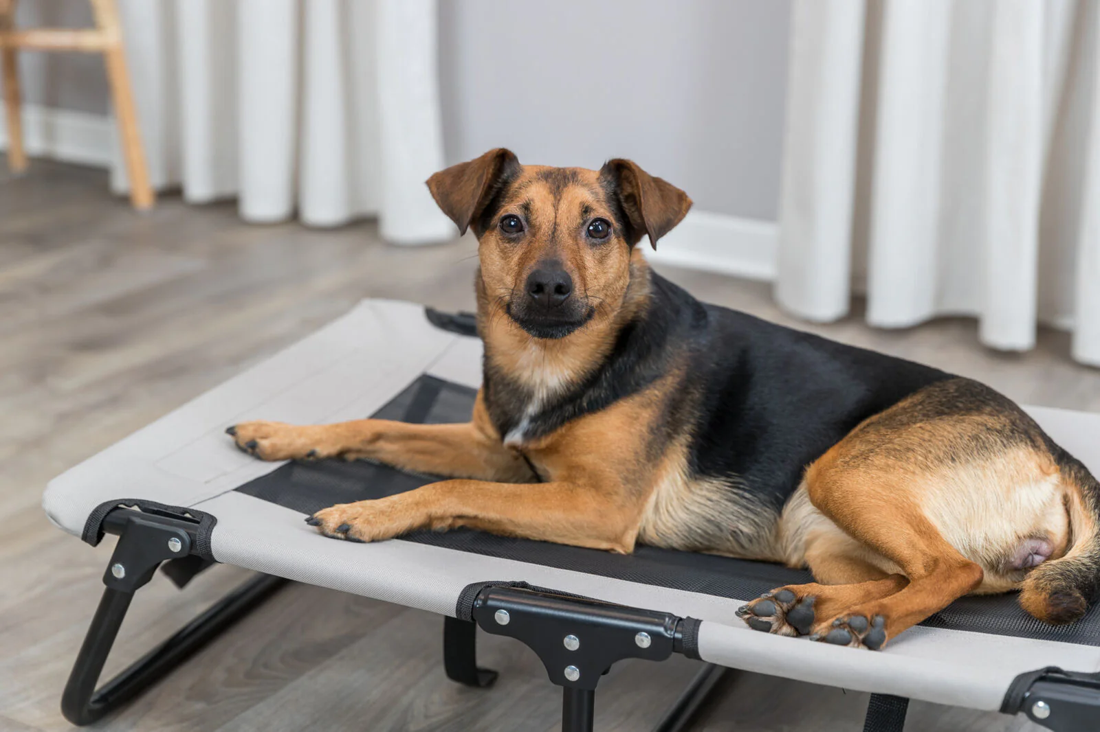 Hundeliege - Image 5