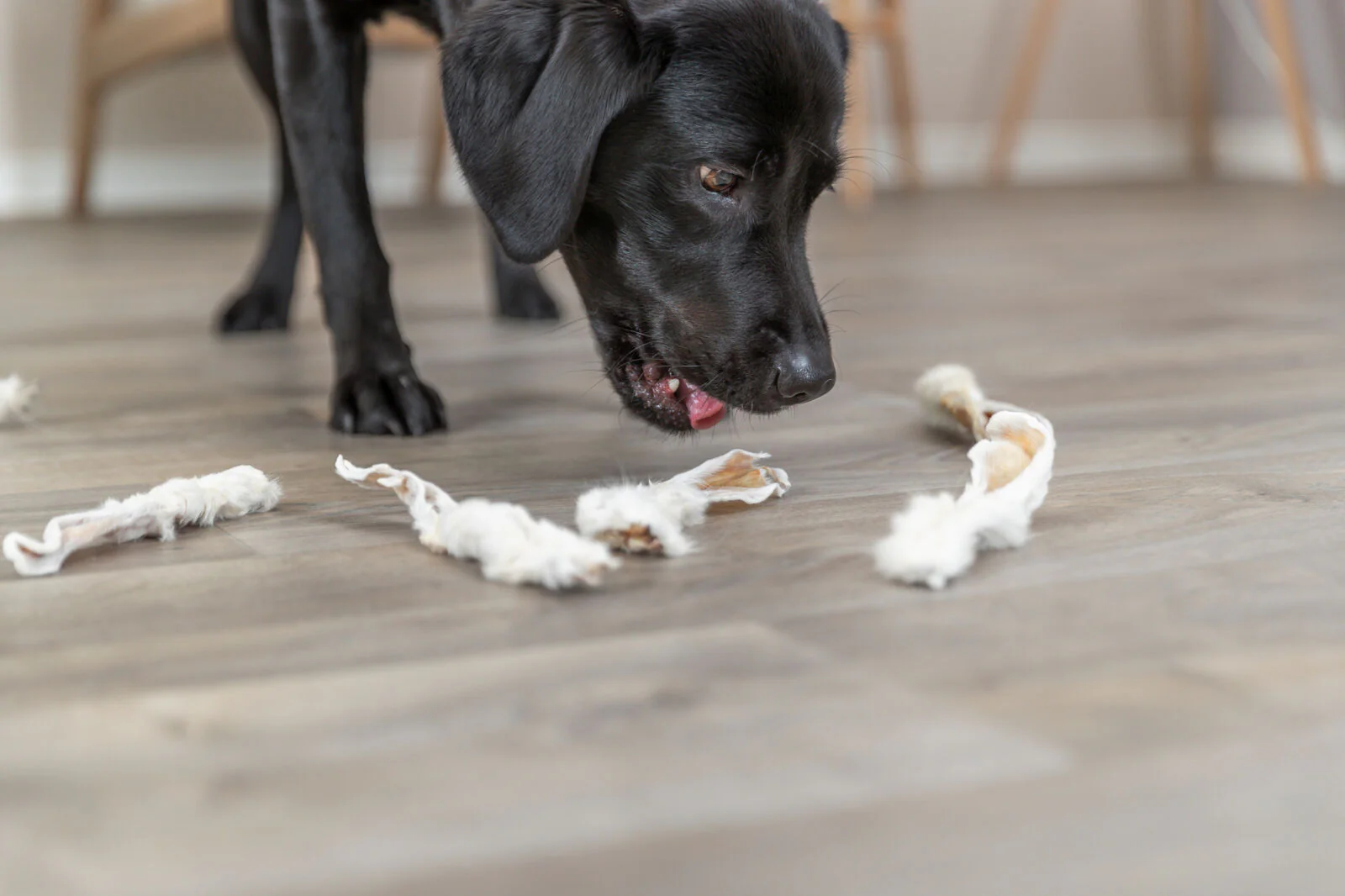 Kausnack Kaninchenohren mit Fell für Hunde - Image 4