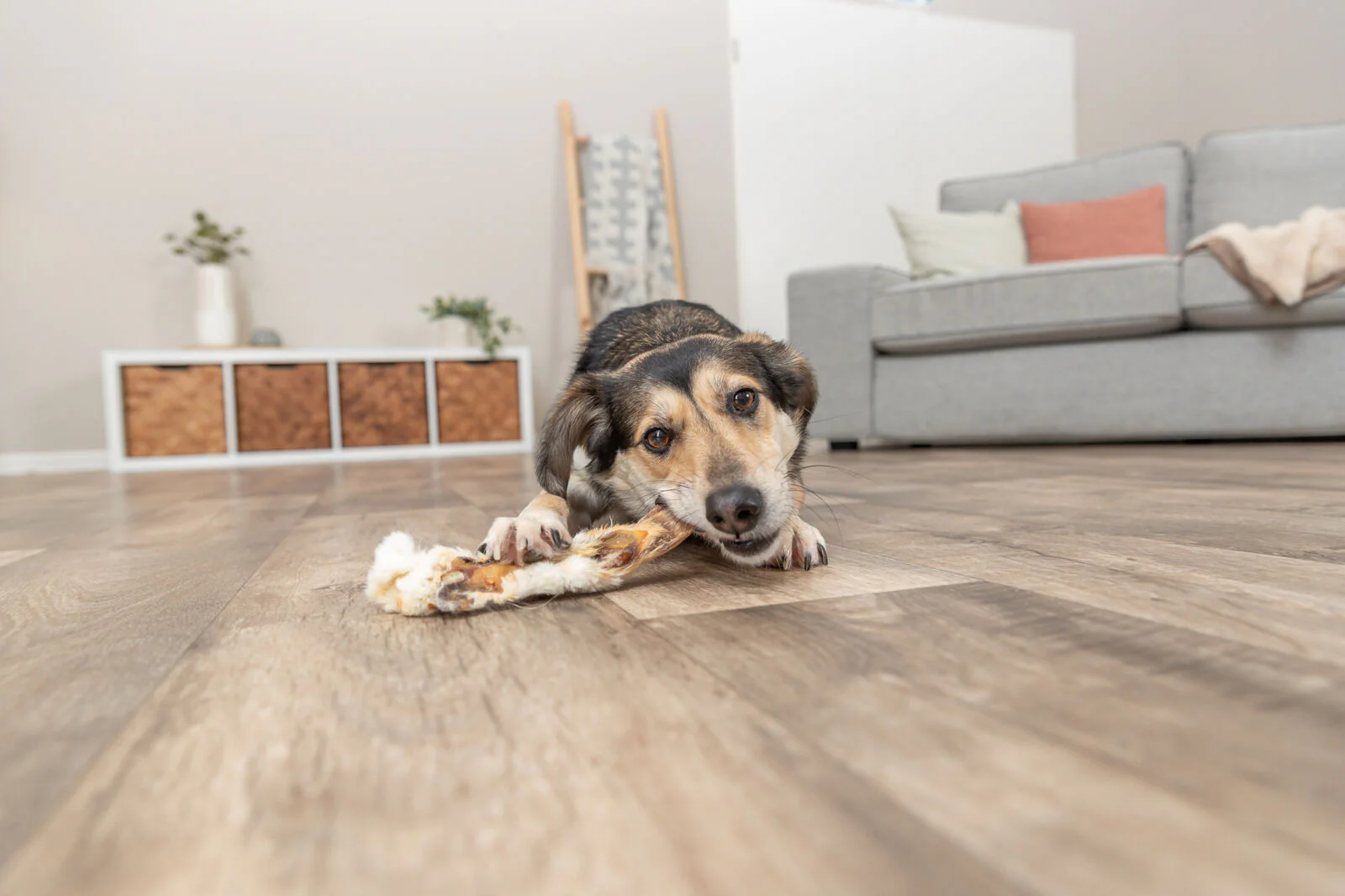 Kausnack Kaninchenohren mit Fell für Hunde - Image 3