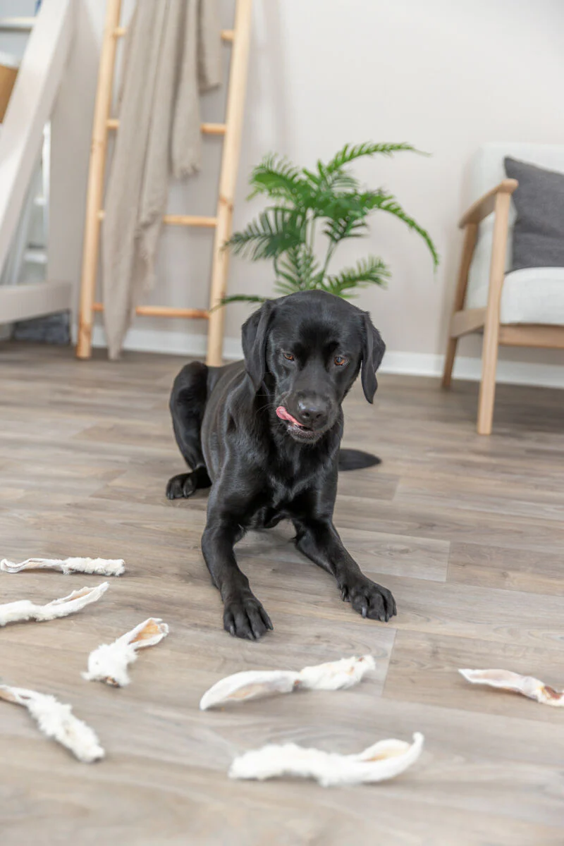 Kausnack Kaninchenohren mit Fell für Hunde - Image 4