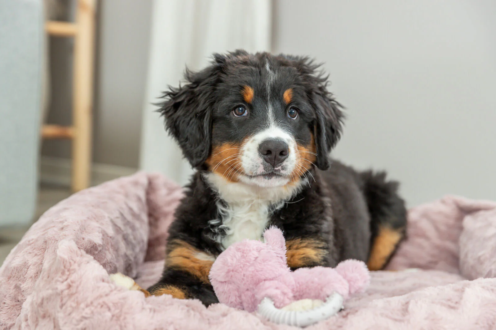 Vital Bett Loki - Image 7